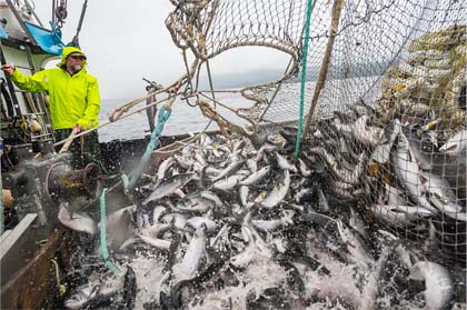 Wild Alaska Salmon