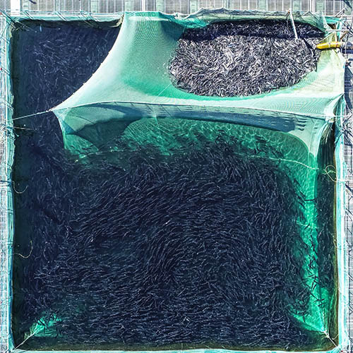Salmon farming